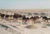 Gulf War b3 22