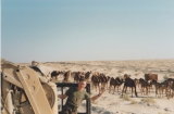 Gulf war 10